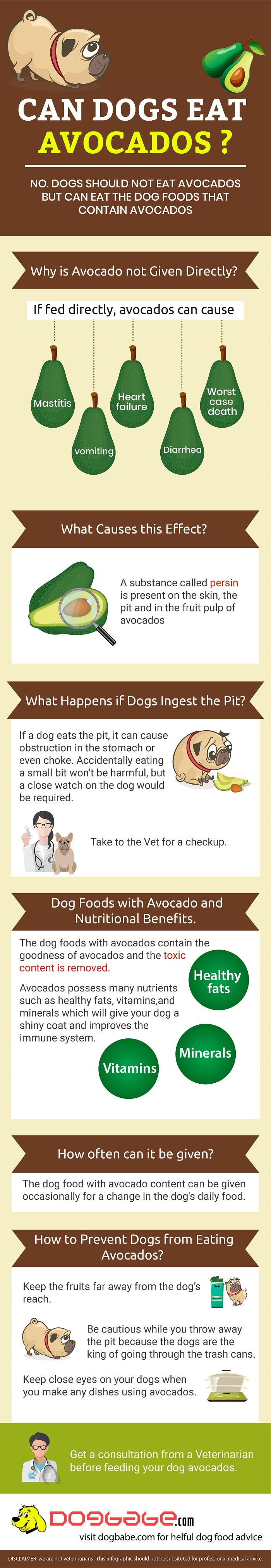can dogs eat avocado - infographics