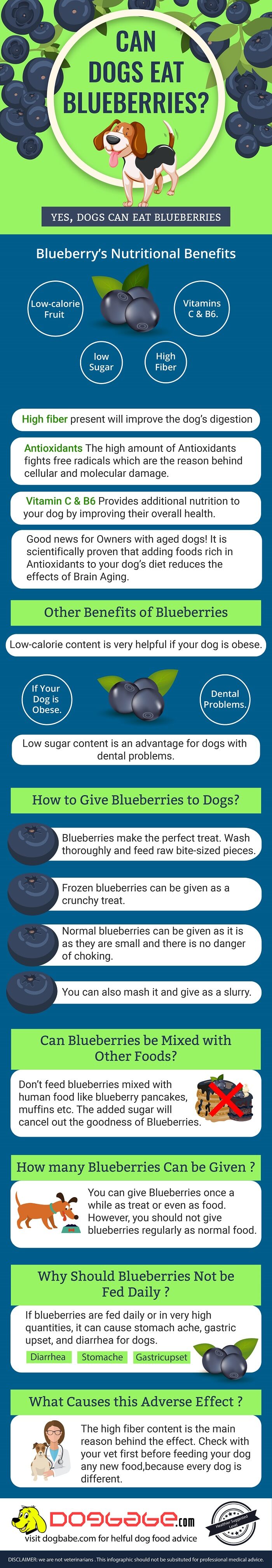 can dogs eat blueberries - infographics