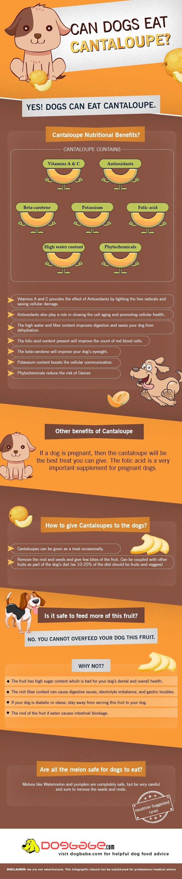 can dogs eat cantaloupe - infographics