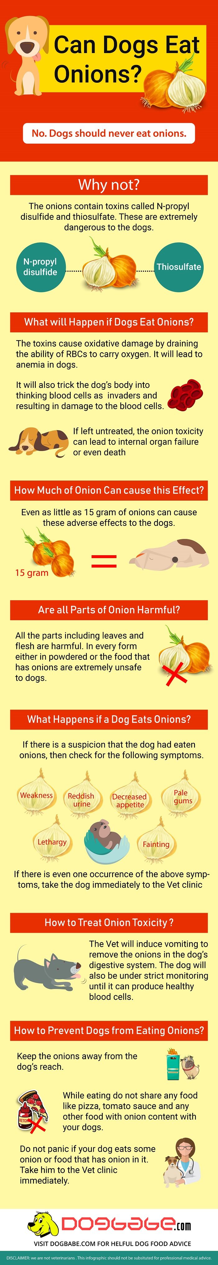 can dogs eat onions - infographics