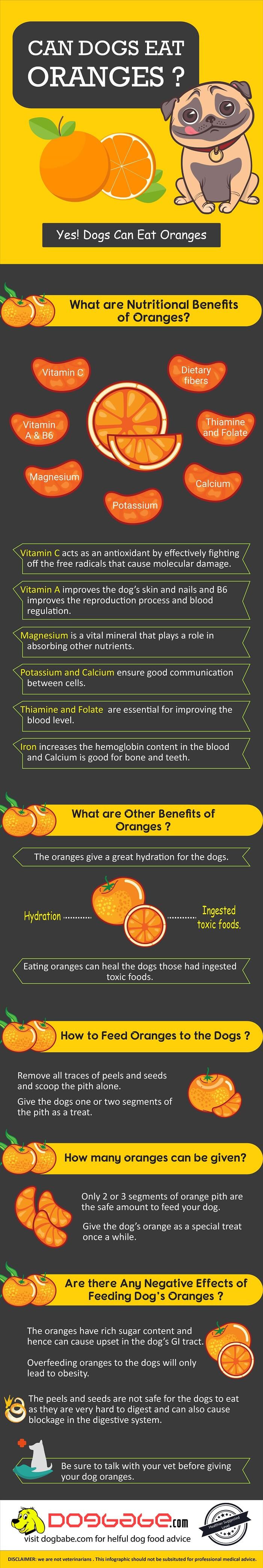 can dogs eat oranges - infographics