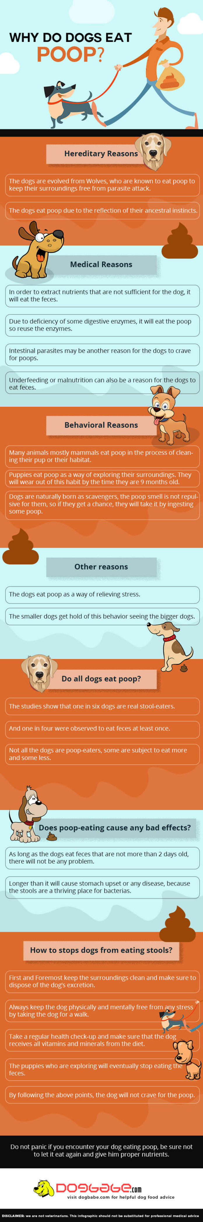 OMG! My Dog Just Ate His Own Sh*t! Why Do Dogs Eat Their Poops? Let's