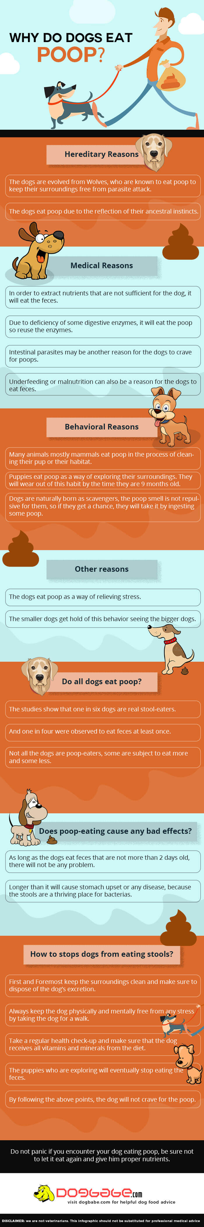 Why do dogs eat their poop infographic