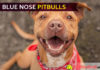 Blue Nose Pitbulls – Aggression or Fascination? find out some cool facts related to these awesome dog blue nose pitbulls