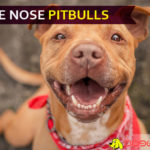 Blue Nose Pitbulls – Aggression or Fascination? find out some cool facts related to these awesome dog blue nose pitbulls