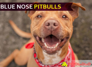 Blue Nose Pitbulls – Aggression or Fascination? find out some cool facts related to these awesome dog blue nose pitbulls