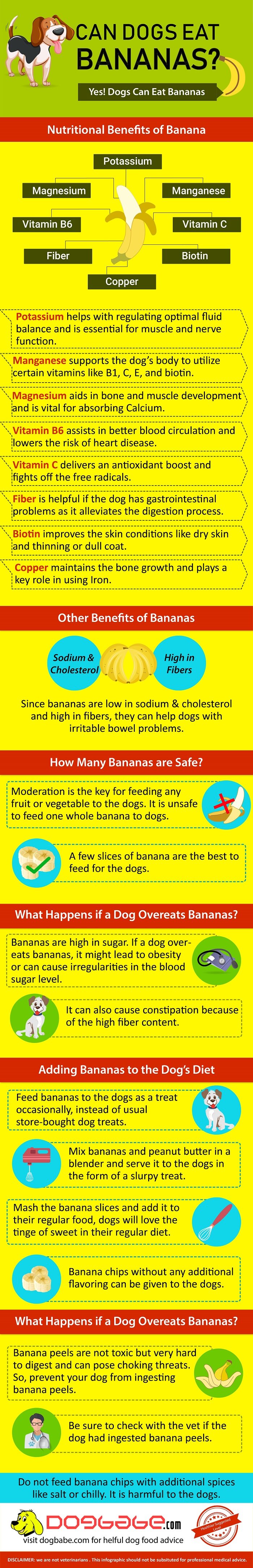 can dogs eat banana infographic