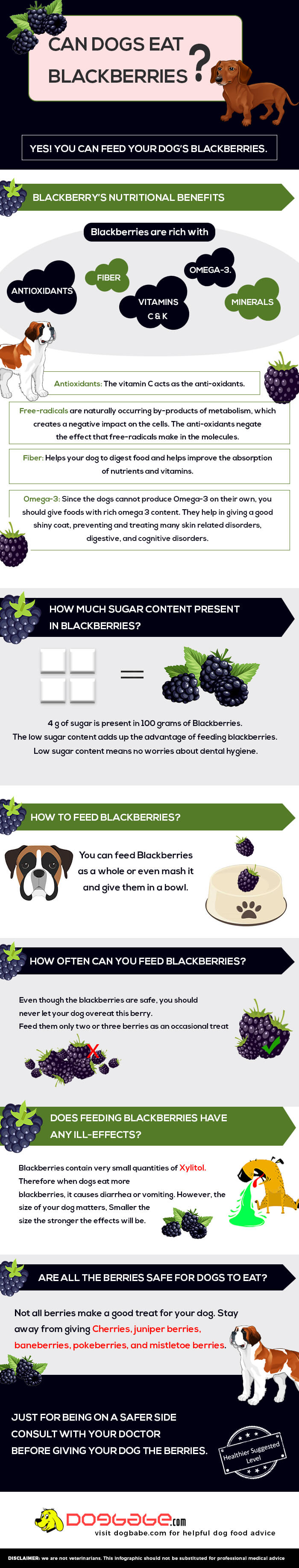 can dogs eat blackberries infographic