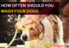 How Often Should You Wash Your Dog? Showering Tricks from Labrador to Pug! dog bathing guide