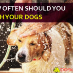How Often Should You Wash Your Dog? Showering Tricks from Labrador to Pug! dog bathing guide