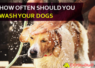 How Often Should You Wash Your Dog? Showering Tricks from Labrador to Pug! dog bathing guide