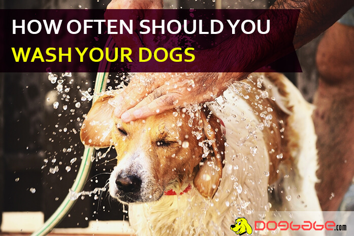 where to wash your dog