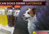 Can Dogs Drink Gatorade? Why Gatorade Bad for Dogs? dog drink gatorade