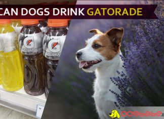 Can Dogs Drink Gatorade? Why Gatorade Bad for Dogs? dog drink gatorade