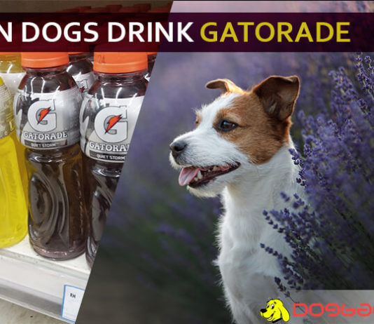 dog drink gatorade