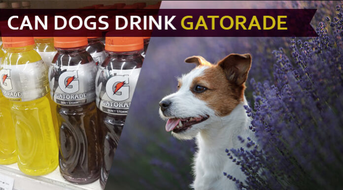 dog drink gatorade