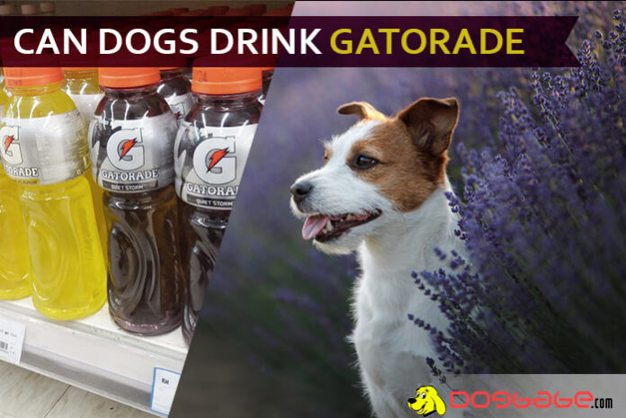 dog drink gatorade