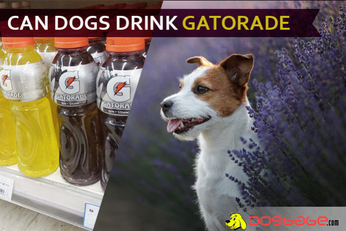 Gatorade For Your Dog? Can Dogs Drink Gatorade? Good or Bad?