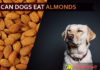 Can Dogs Eat Almonds? Are Almonds Good or Bad for Dogs? dog eat almond