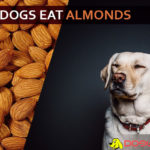 Can Dogs Eat Almonds? Are Almonds Good or Bad for Dogs? dog eat almond