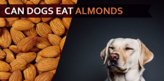 dog eat almond