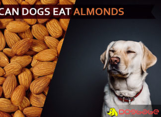 Can Dogs Eat Almonds? Are Almonds Good or Bad for Dogs? dog eat almond