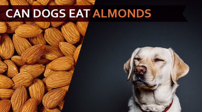 dog eat almond