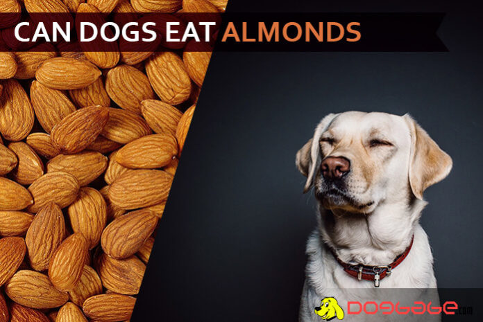 dog eat almond