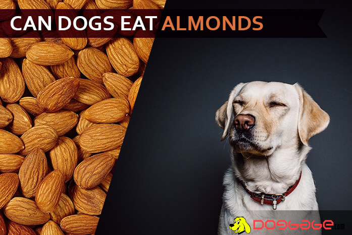 dogs eat almonds