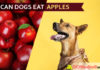 dog eat apple