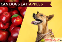 dog eat apple