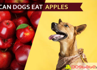 Can dogs eat apples? Is It a Poisonous Dog Treat? dog eat apple