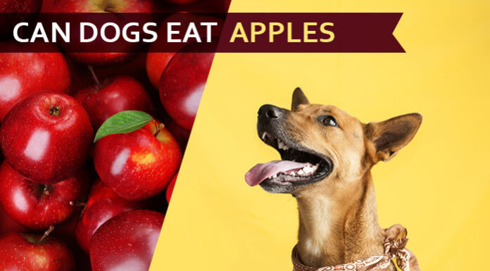 dog eat apple