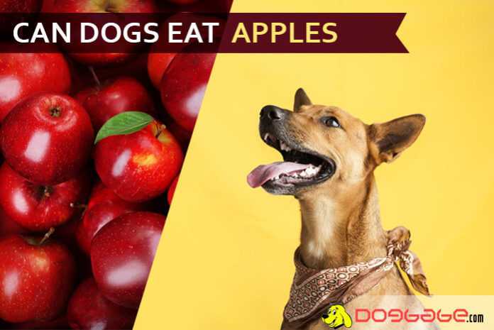 dog eat apple