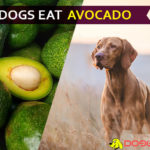 Can dogs eat avocado? Let’s break the fruit and find the answer dog eat avocado