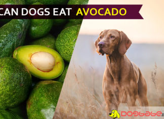 Can dogs eat avocado? Let’s break the fruit and find the answer dog eat avocado