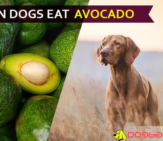 dog eat avocado