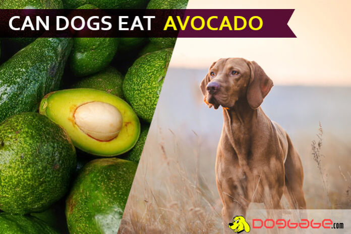 dog eat avocado