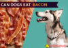 Can Dogs Eat Bacon? Baked secrets for Bacon diet of Doggies! dog eat bacon