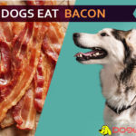 Can Dogs Eat Bacon? Baked secrets for Bacon diet of Doggies! dog eat bacon