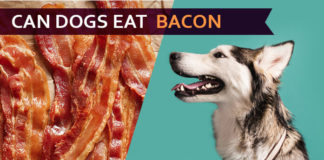 dog eat bacon