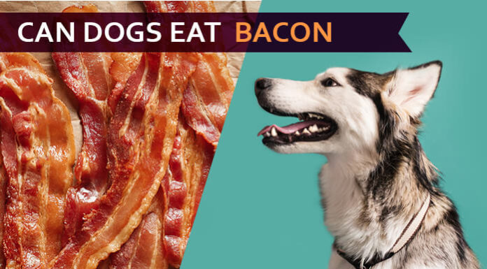 Can Dogs Eat Bacon? Baked secrets for Bacon diet of Doggies! dog eat bacon