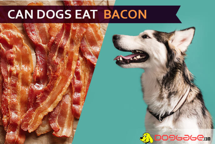 dog eat bacon