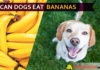 Can Dogs Eat Bananas? Are Bananas Good or Bad for Dogs? dog eat banana