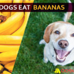 Can Dogs Eat Bananas? Are Bananas Good or Bad for Dogs? dog eat banana