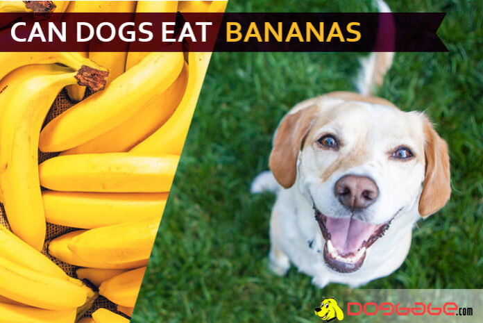 dog eat banana