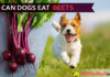 Can Dogs Eat Beets? Will Beet Beat Your Dog or Save His Life? dog eat beets