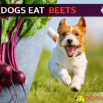 Can Dogs Eat Beets? Will Beet Beat Your Dog or Save His Life? dog eat beets