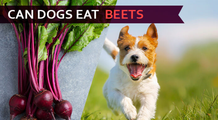 dog eat beets