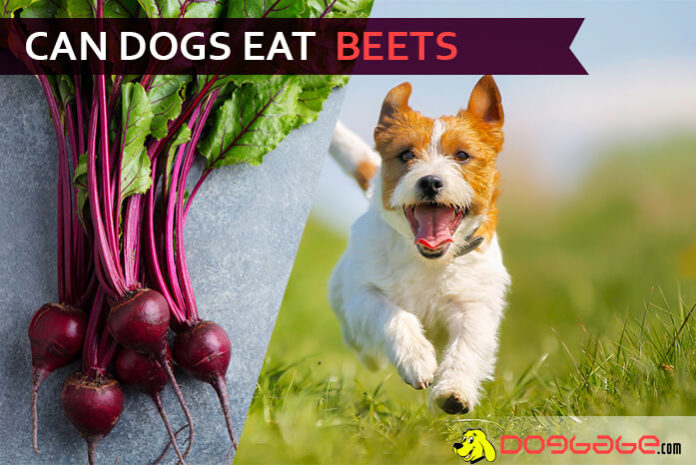 dog eat beets